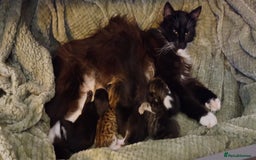 Domestic Shorthair cats for sale: 2 beautiful black fluffy kittens for sale.  - Image 1