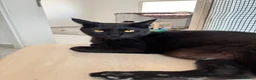 Arabian Mau cats for sale: Stunning Arabian Maus for adoption! - Advert 5
