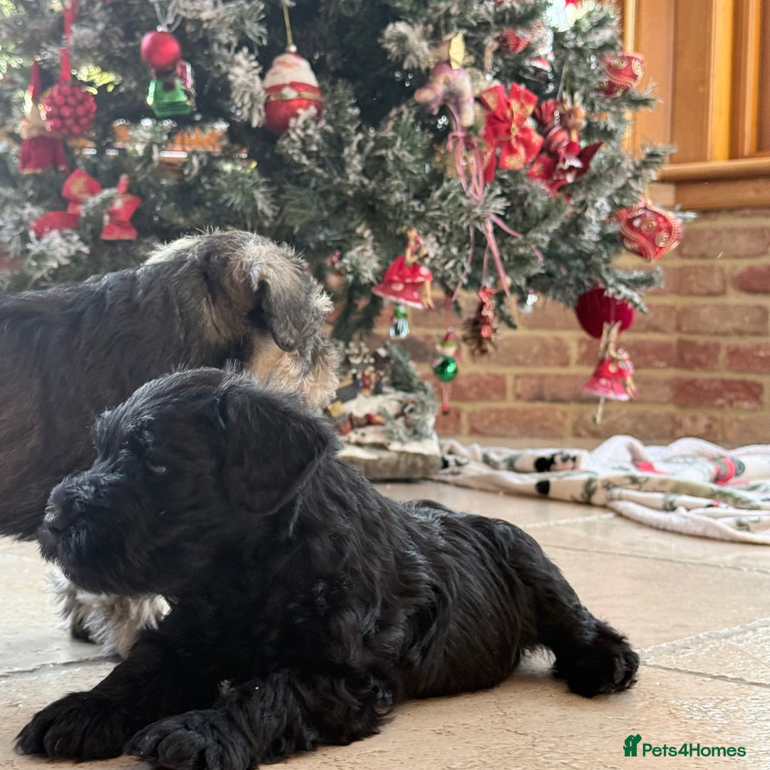 Miniature Schnauzer dogs for sale: 🌟Adorable Miniature Schnauzers Puppys 🌟 - Advert 6