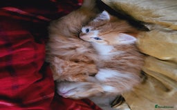 Mixed Breed cats for sale: 2 Beautiful Male Ginger Fluffy Kittens - Image 2