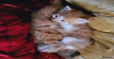 Mixed Breed cats - Advert 4