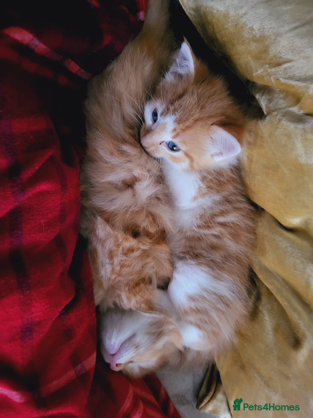 Mixed Breed cats for sale: 2 Beautiful Male Ginger Fluffy Kittens - Image 2