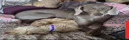 Weimaraner dogs for sale: 2yr old Female Weimaraner  - Advert 2