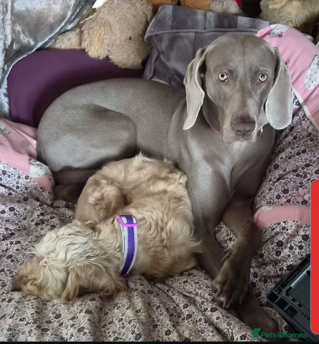 Weimaraner dogs for sale: 2yr old Female Weimaraner  - Advert 2
