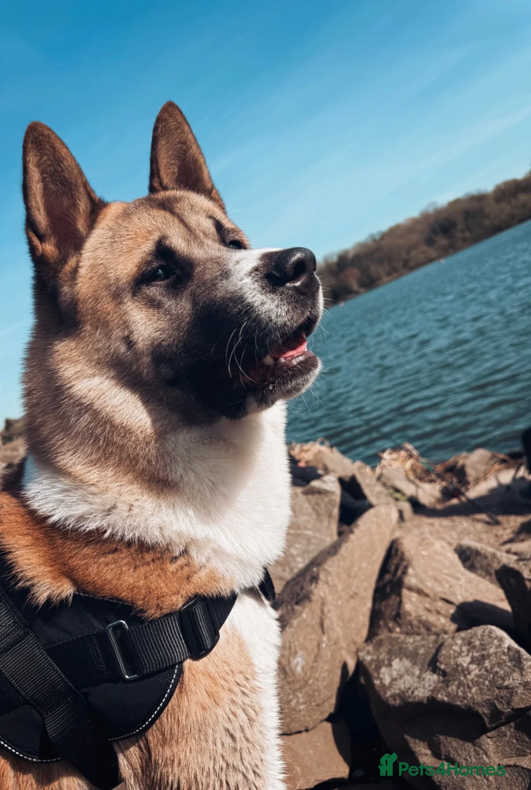 Akita dogs for sale: 2 American Akitas brother & sister in Telford - Advert 13