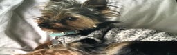 Yorkshire Terrier dogs for stud: Mini Yorkshire terrier for stud in Manchester - Advert 1