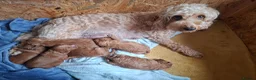 Cockapoo dogs for sale: Cockapoo Puppies PRA Clear! 262 DNA tests clear!KC - Advert 5
