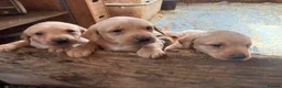 Labrador Retriever dogs for sale: labrador puppies - Advert 13