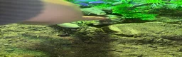 Tortoise reptiles for sale: Herman tortoise  in Hassocks - Advert 6