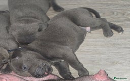 Staffordshire Bull Terrier dogs for sale: Staffordshire bull terrier  - Advert 20