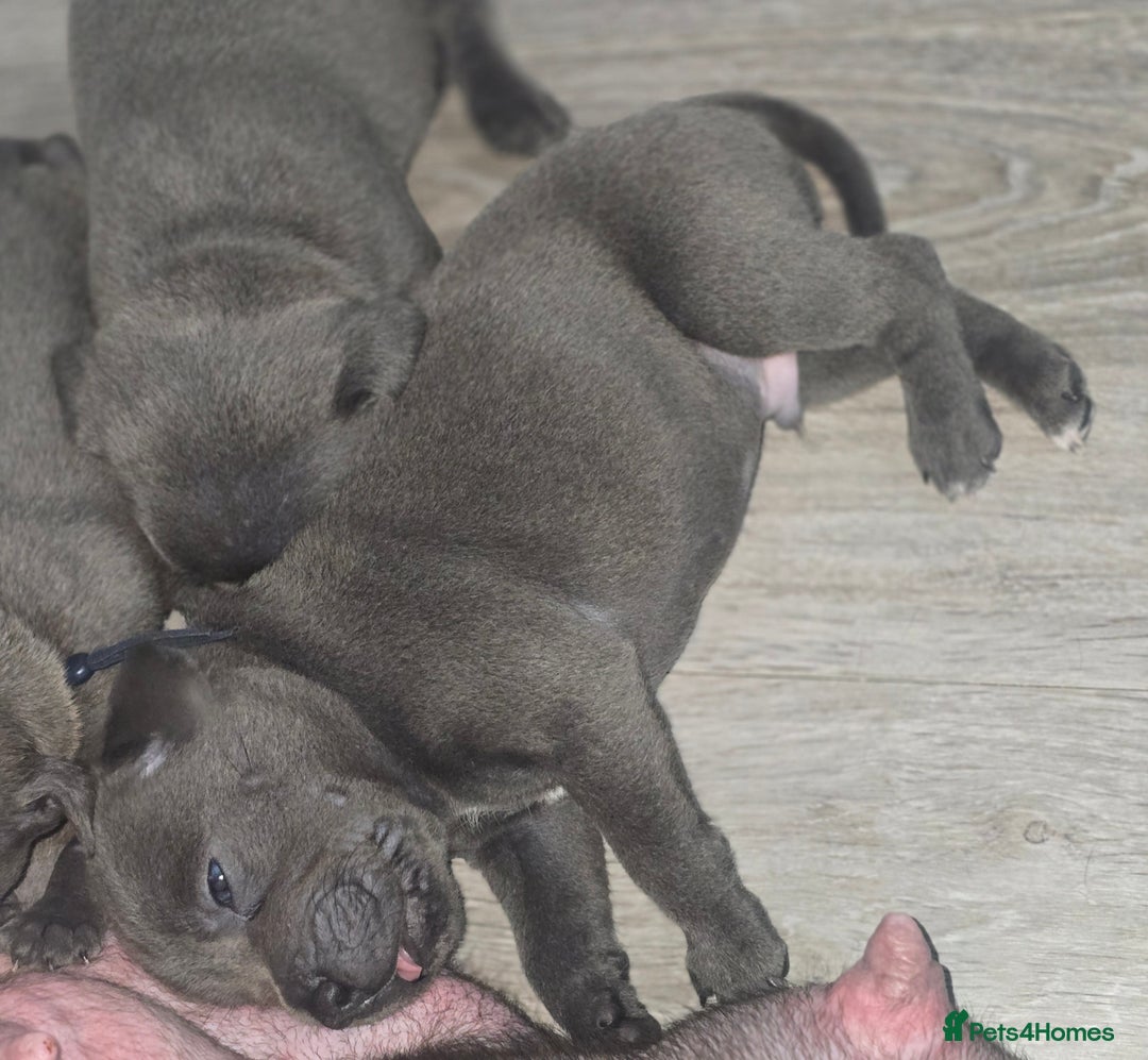 Staffordshire Bull Terrier dogs for sale: Staffordshire bull terrier  - Advert 20