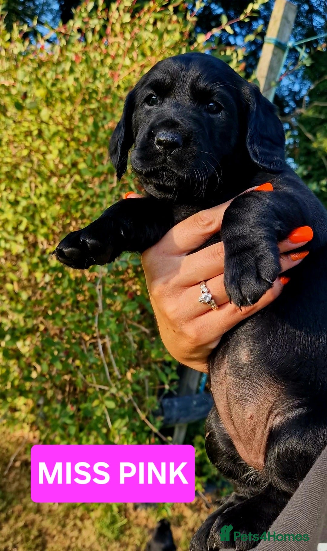 Cockerdor dogs for sale: 🐾FULL HEALTH TESTED BLACK COCKERDORS FOR SALE🐾 in Market Drayton - Image 12