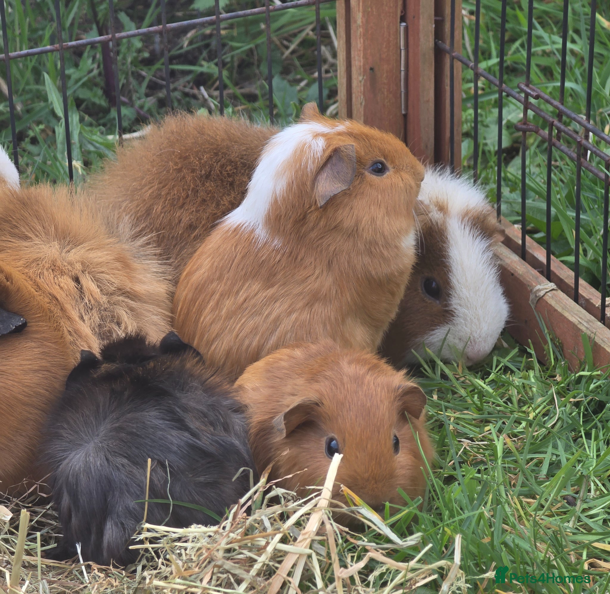 Guinea Pig rodents Baby guinea pigs for sale - Advert 1