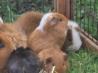Guinea Pig rodents Baby guinea pigs for sale - Advert 1