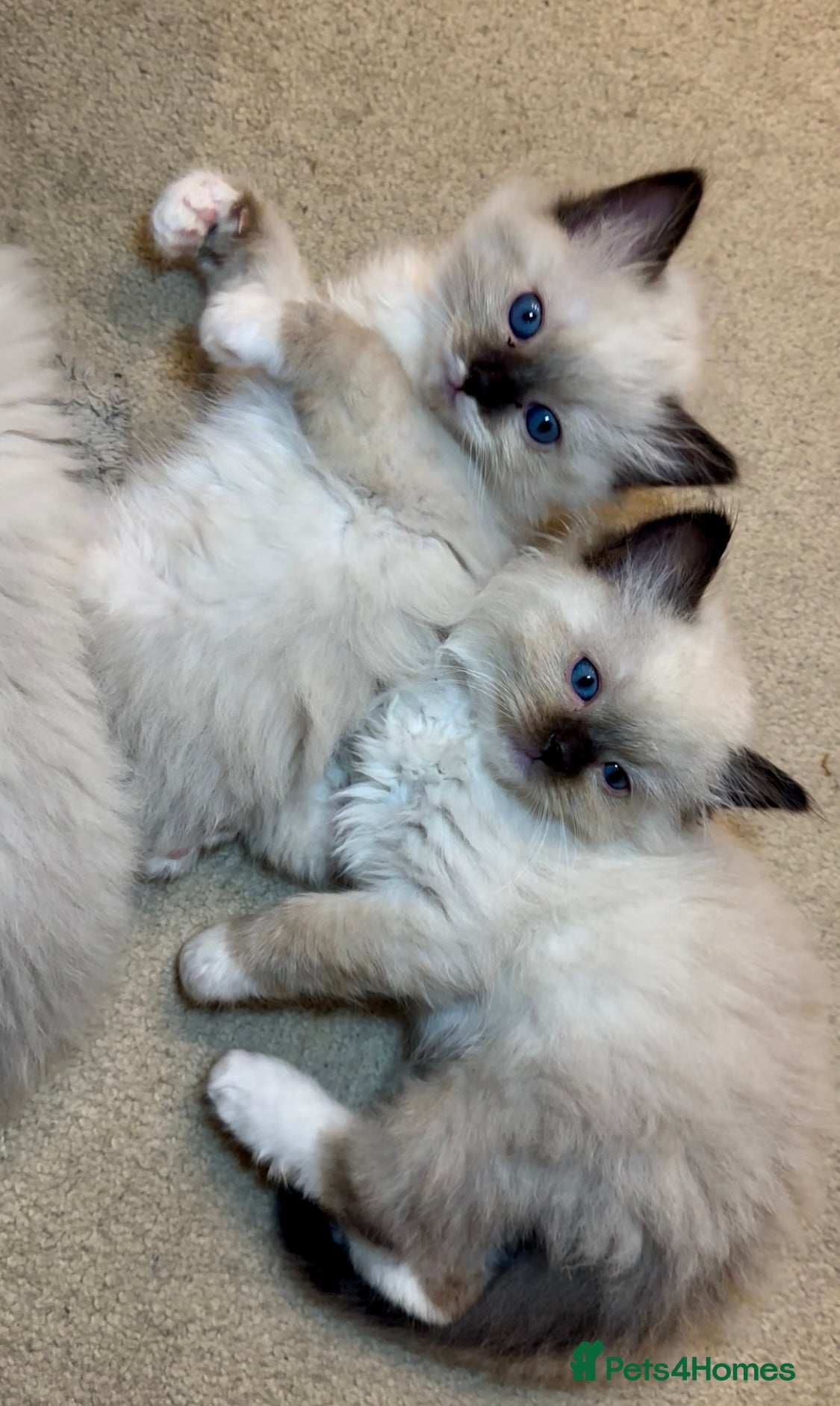 Ragdoll cats THREE GIRLS LEFT! READY NOW! - Advert 14