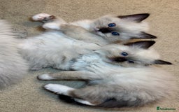 Ragdoll cats for sale: READY SOON!! PUREBRED RAGDOLL KITTENS - Image 3