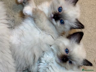 Ragdoll cats THREE GIRLS LEFT! READY NOW! - Advert 14