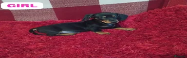 Dachshund 3