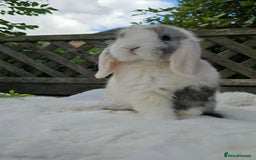Mini Lop rabbits for sale: Mini lop male  - Image 4