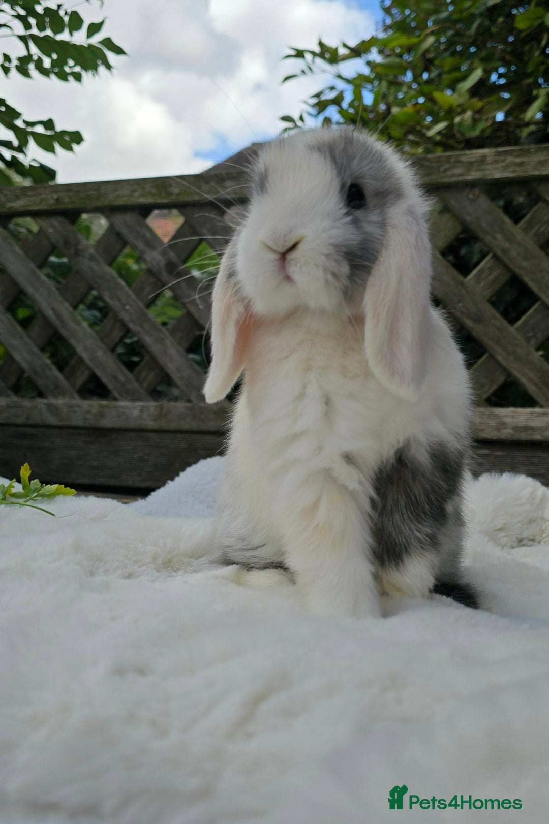 Mini Lop rabbits for sale: Mini lop male  - Image 4