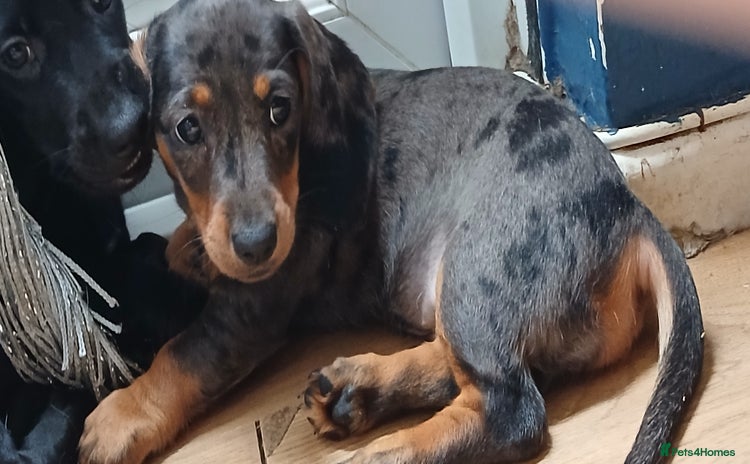Dachshund dogs - Advert 8