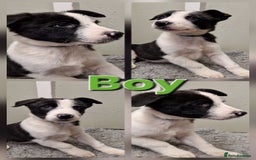 Border Collie dogs for sale: Fabulous Border Collie Pups - Image 9