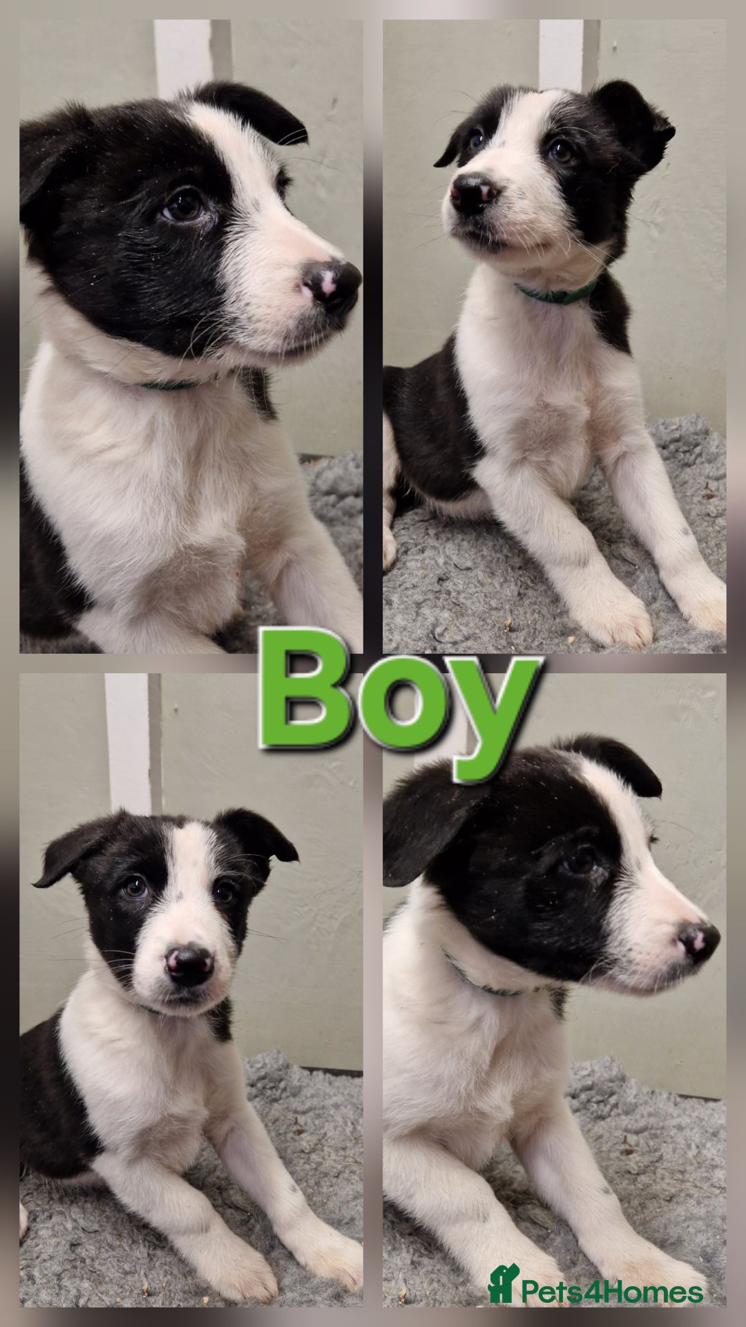 Border Collie dogs for sale: Fabulous Border Collie Pups - Image 9