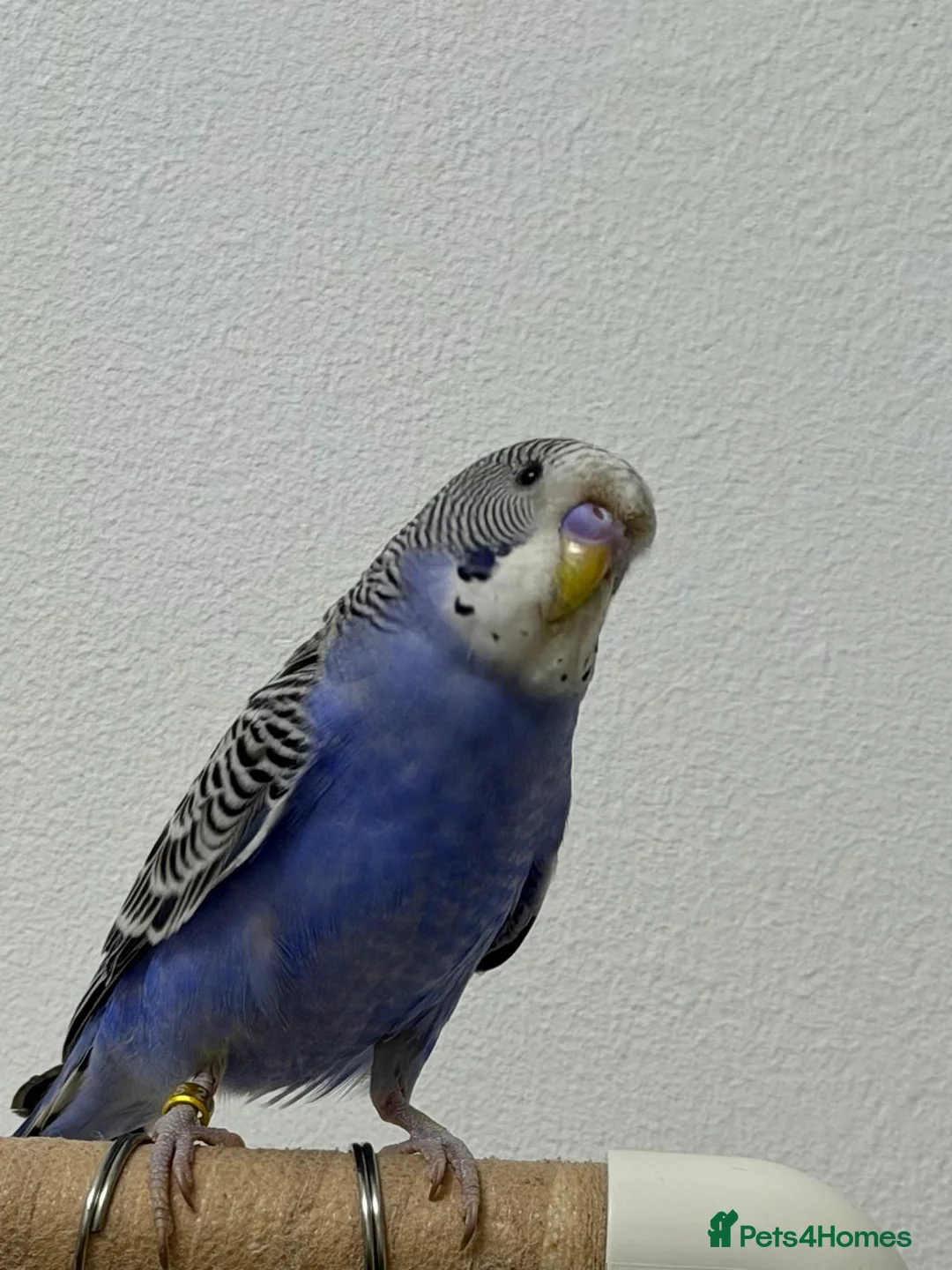 Budgerigars birds for sale: [SOLD]  Split tcb/bf male semi-tame available  - Advert 2