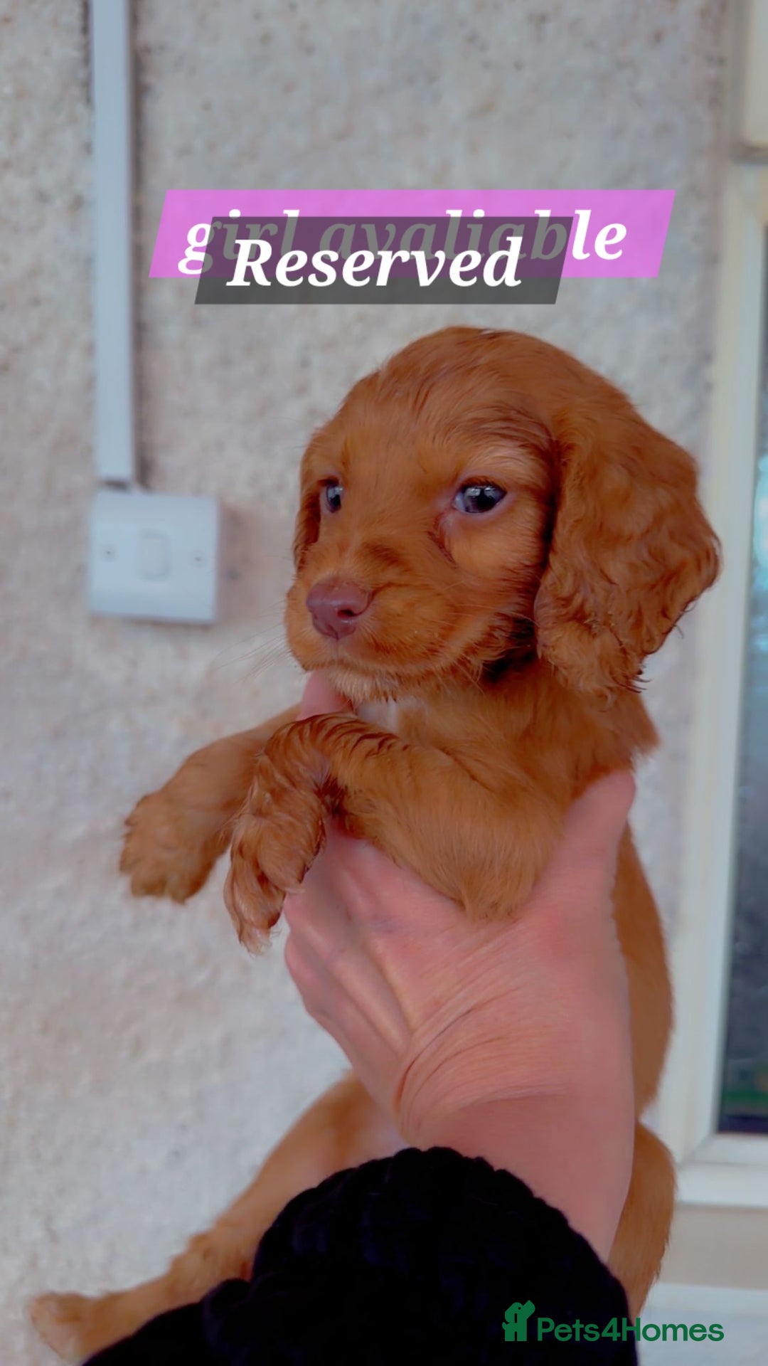 Cocker Spaniel dogs for sale: Cockerspaniel fox red stunning puppies 🐶  - Image 31