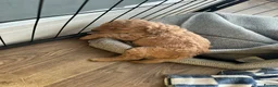 Cockapoo dogs for sale: Beautiful F2 Cockpoo in Sunderland - Advert 8