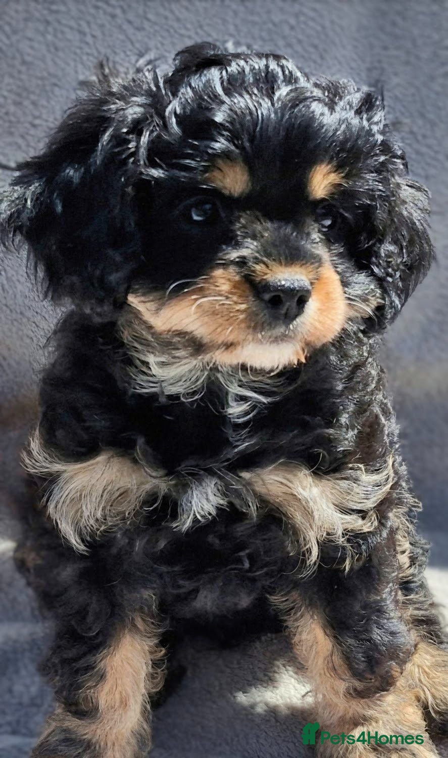 Cavapoo dogs Tiny F1 Cavapoos - Advert 1