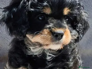Cavapoo dogs Tiny F1 Cavapoos - Advert 1