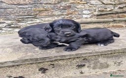Sprocker dogs for sale: Female Sprocker Puppies - Image 1