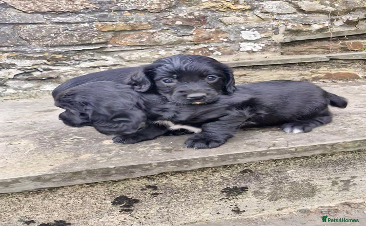 Sprocker dogs - Advert 1