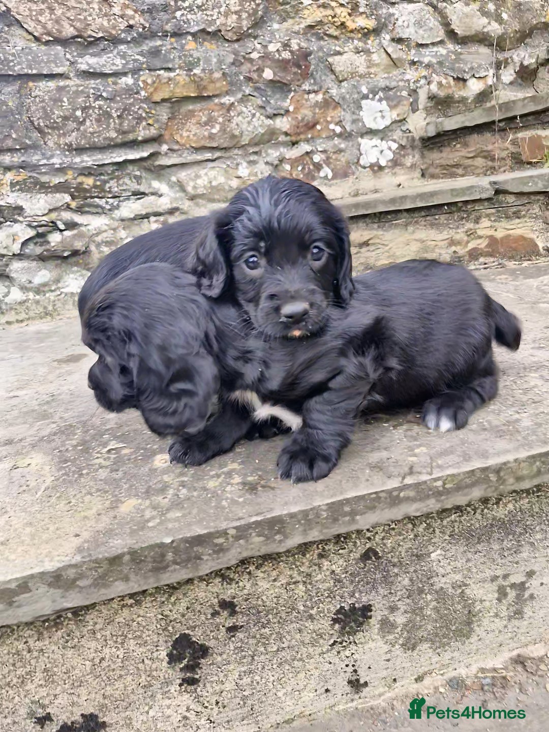 Sprocker dogs for sale: Female Sprocker Puppies - Image 1