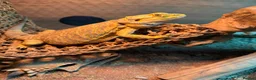 Bearded Dragon reptiles for sale: Bearded Dragon for sale - Advert 1