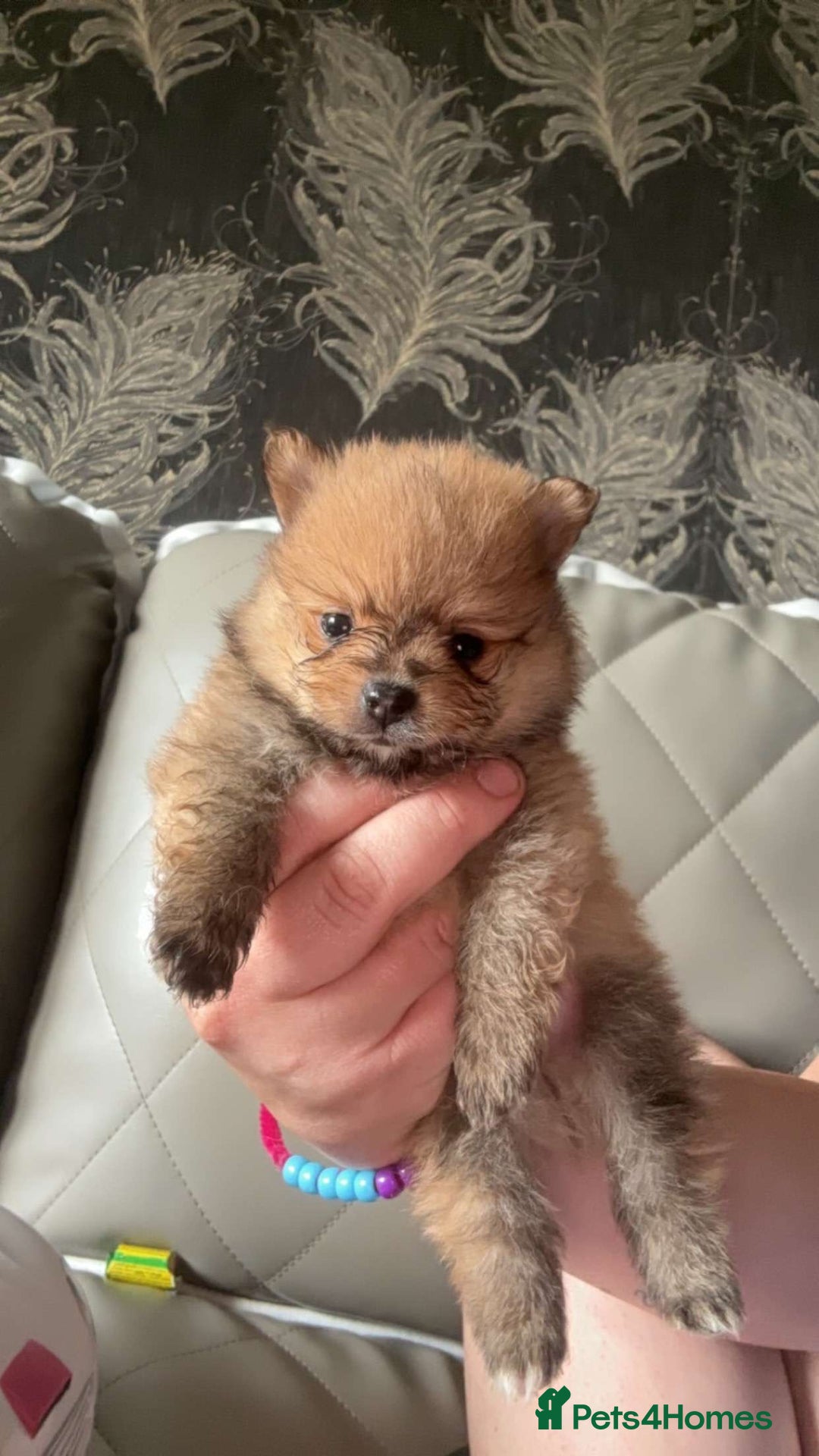 Pomeranian dogs for sale: Pomeranian  - Image 11