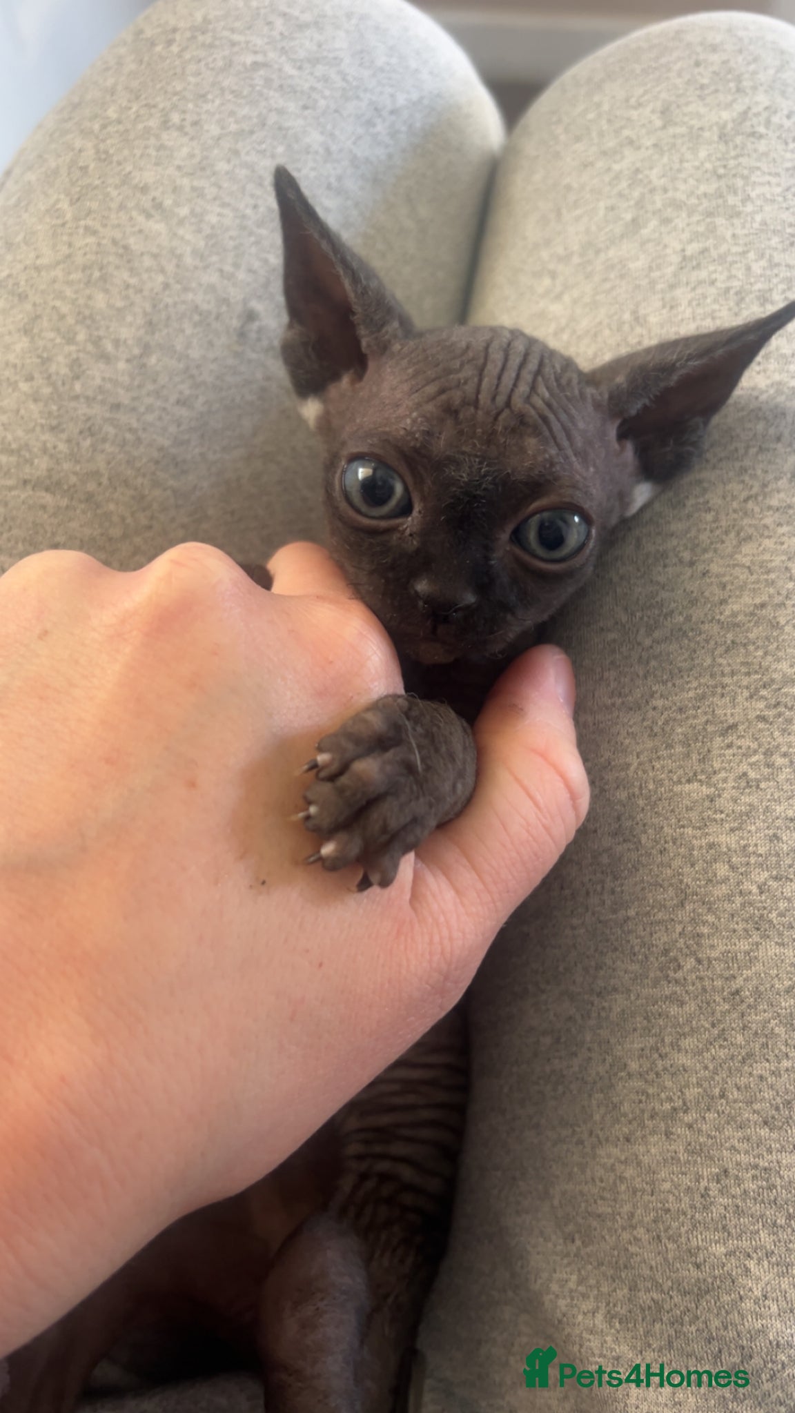 Sphynx cats Pure Canadian sphynx  - Advert 18