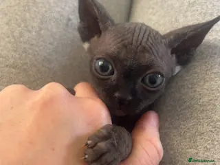 Sphynx cats Pure Canadian sphynx - Advert 18