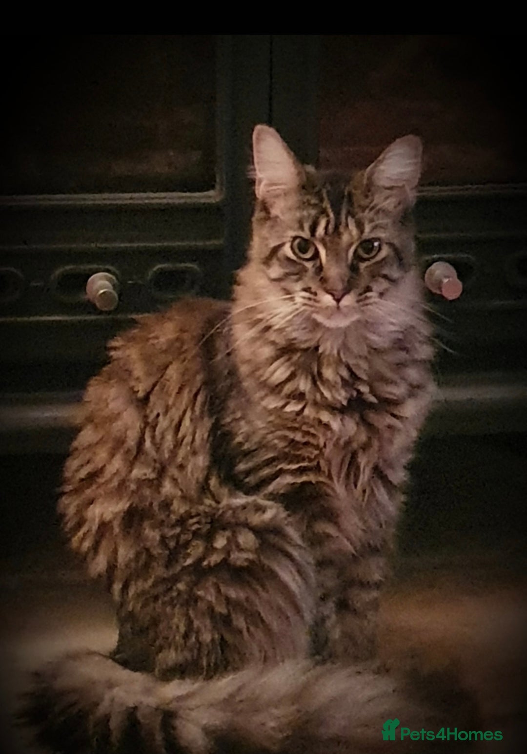 Maine Coon cats for sale: 4 Maine Coons (Mum, Dad, Son amd Daughter) - Image 7