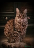 Maine Coon cats - Advert 13
