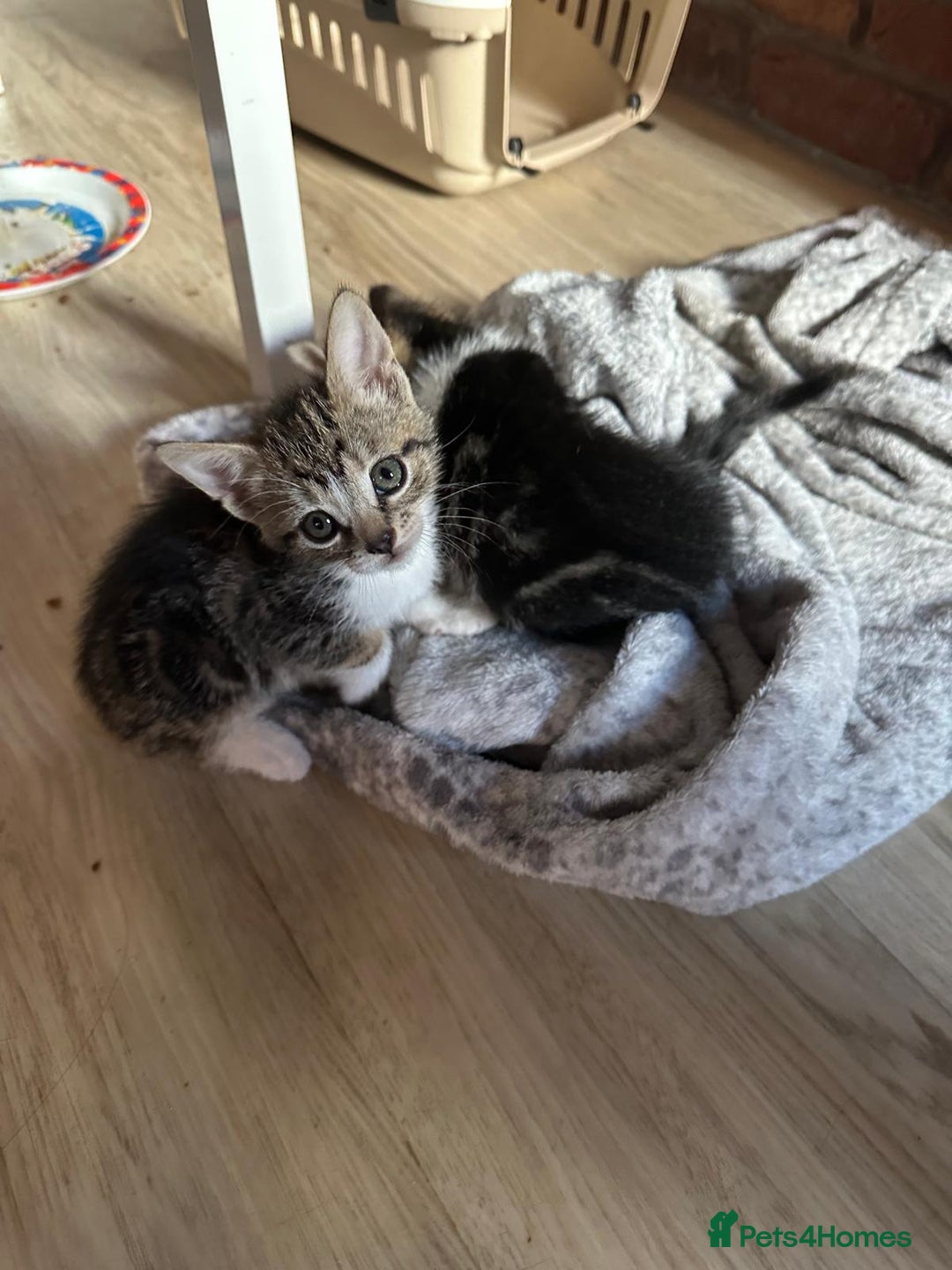 Domestic Shorthair cats for sale: beautiful tabby and black and white kittens - Image 37