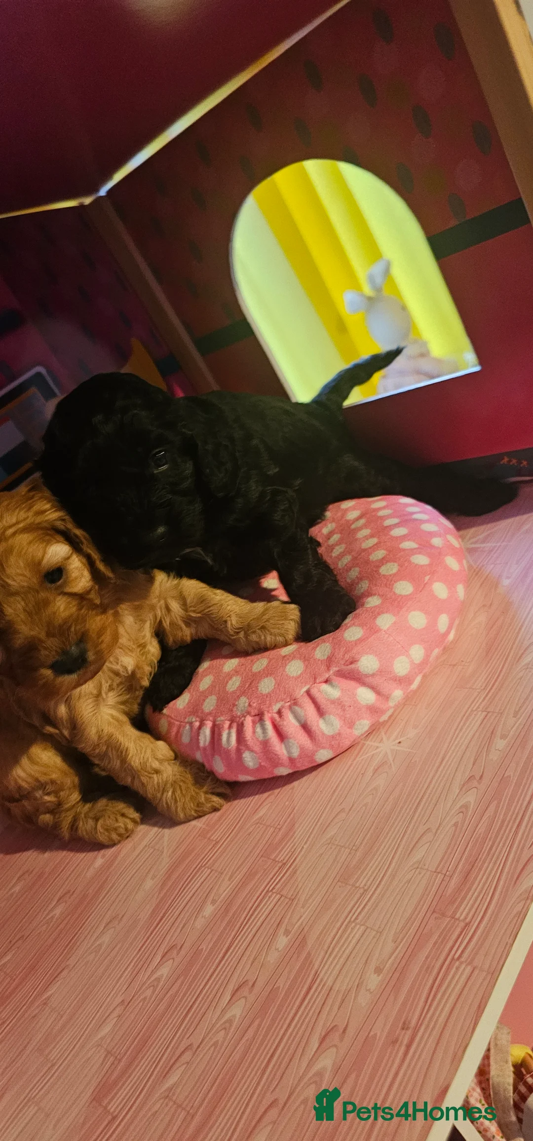 Cockapoo dogs for sale: Cockapoo puppies £650 - Advert 7