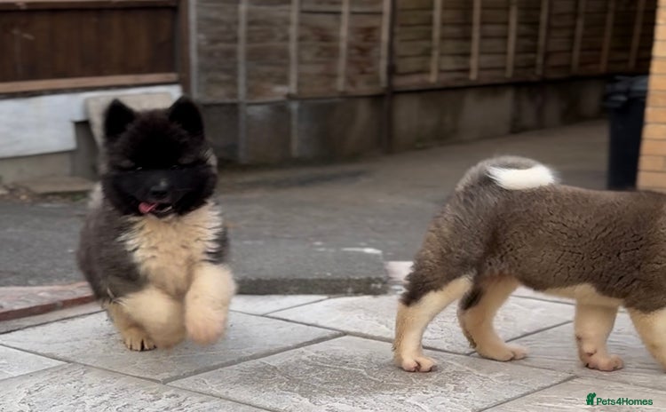 Akita dogs - Advert 1