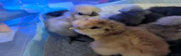 Chickens poultry for sale: Unsexed Silkie chicks mixed colours  - Advert 26