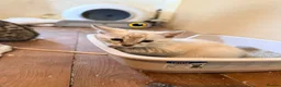 Bengal cats for sale: Tempest Bengal TICA registered kittens  - Advert 4