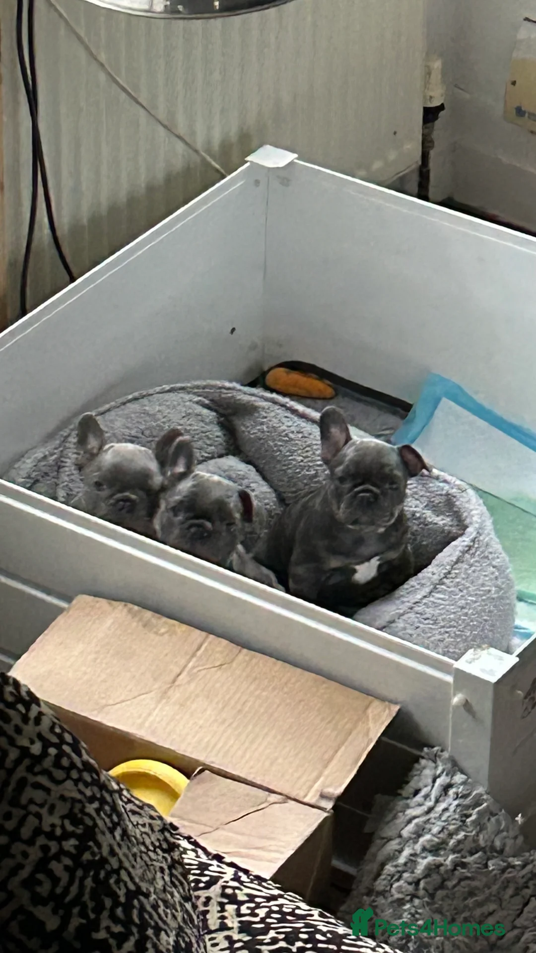 French Bulldog dogs for sale: Playful snuggly Puppies  - Advert 3