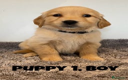 Golden Retriever dogs for sale: Gorgeous K/C Golden Retriever Puppies - Image 1