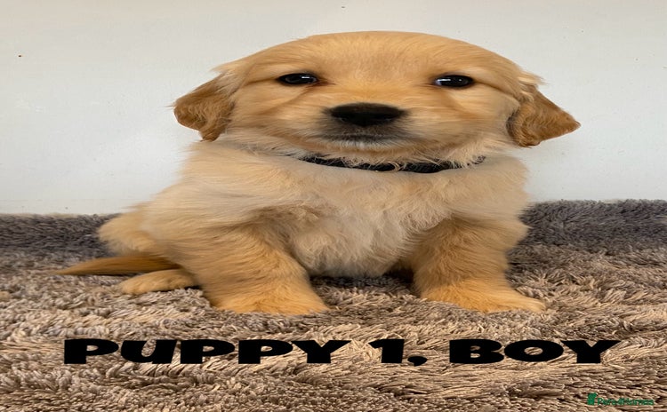 Golden Retriever dogs - Advert 2