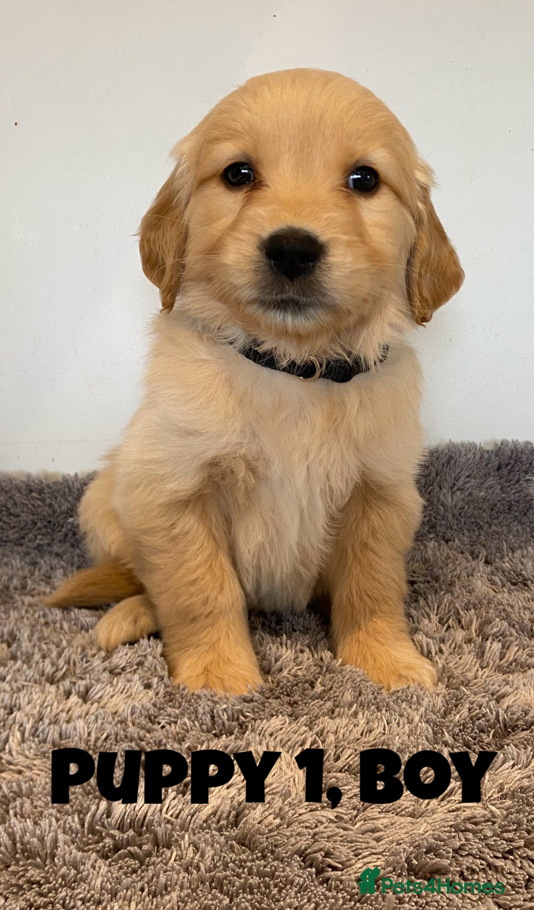 Golden Retriever dogs for sale: Gorgeous K/C Golden Retriever Puppies - Image 1